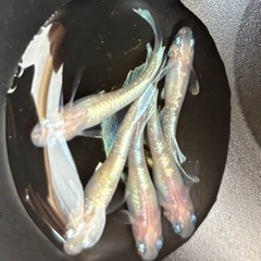 メダカ　白マリアージュキッシングワイドフィン　　若魚　2ペア