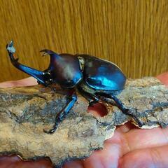 カブトムシ成虫ペア(雄、雌)