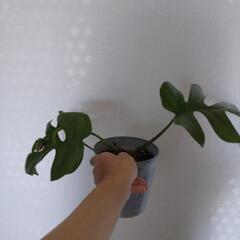ヒメモンステラ　鉢植え