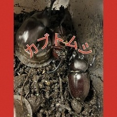 ★カブトムシ★生まれたばかり★対面で、PayPay等、電子マネー...