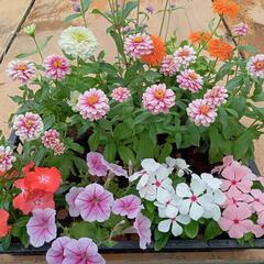 花苗　夏の花