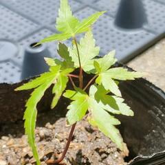 小さなモミジの苗木🍁