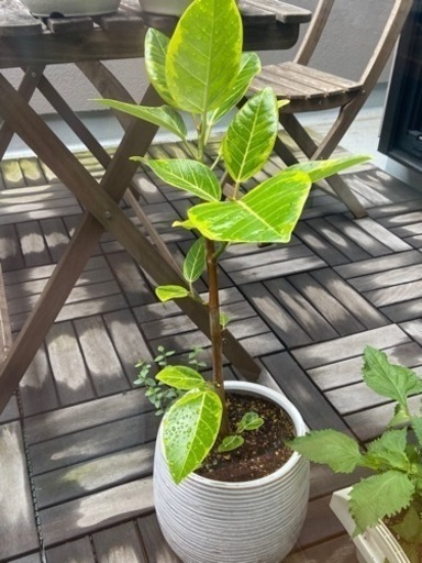 フィカスアルテシマ/観葉植物/ゴムの木