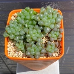 【お取り引き中】2024.6.29④   多肉植物　オブツーサ
