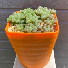 【お取り引き中】2024.6.29④   多肉植物　オブツーサの画像