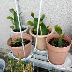 月下美人新芽付き2枚セット