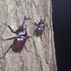カブトムシ  プレゼント②
