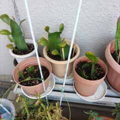 2枚セット月下美人新芽付抜き苗