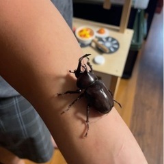 カブトムシ♂