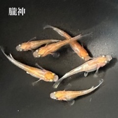 朧神　若魚　幼魚　1匹150円　メダカ　めだか