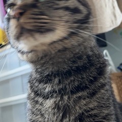 里親募集しゅりくん6歳 - 猫