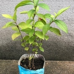 値下げ！ムラサキシキブ苗