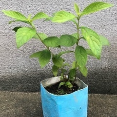 値下げ！ムラサキシキブ苗の画像