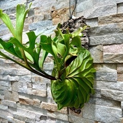 P. ridleyi Wild ビカクシダ　リドレイ　流木　ワイルド株 P.ridleyi wild_リドレイ ワイルド◇ ビカクシダ