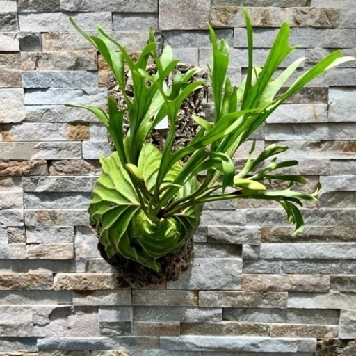 P.ridleyi _リドレイ ◆ ビカクシダ