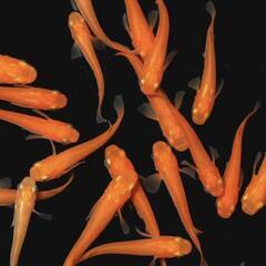 楊貴妃メダカ5匹セット(稚魚)