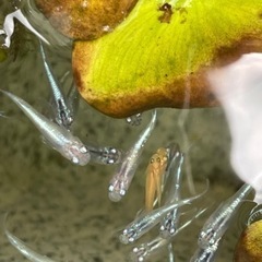 メダカ　　幼魚10匹