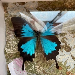 蝶の標本の画像