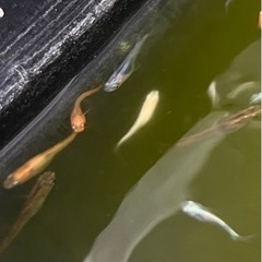 ミックスメダカ有精卵20個＋α