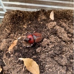 カブトムシ