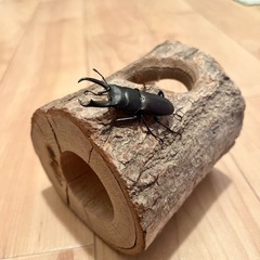 【値下げ中】コクワガタ　♂♀ペアセット