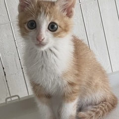 【里親様決定！！】茶白の人懐っこい男の子🧡🤍