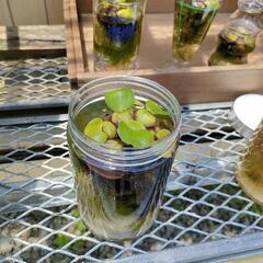 無人販売所、水草、メダカの画像