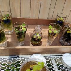 無人販売所、水草、メダカの画像