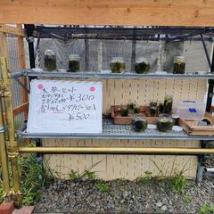 無人販売所、水草、メダカの画像