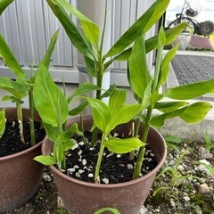 ミョウガの鉢植え　残り1鉢