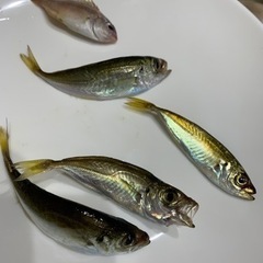 釣り初心者です！