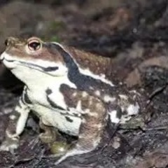 岡山県　ニホンヒキガエルの生息地