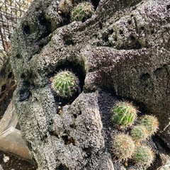 値下げ　盆栽植え付け石　の画像