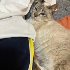 迷い猫　猫を保護しています　　我が家の猫になりました。 - 高島市