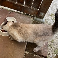 迷い猫　猫を保護しています　　我が家の猫になりました。 - 手伝って/助けて