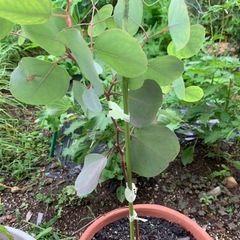 生活雑貨 家庭用品 ガーデニングの画像