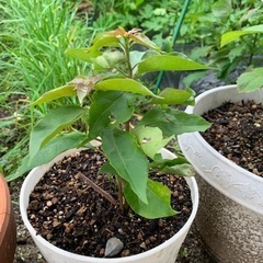 生活雑貨 家庭用品 ガーデニング