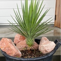 ユッカ 幹立ち　Yucca aloifolia   ロックガーデ...