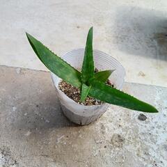 お取引中★アロエベラ