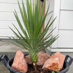 ユッカ　幹立ち　Yucca aloifolia　ロックガーデン ...