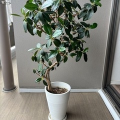 沖縄産　ゴムの木