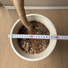 沖縄産　ゴムの木の画像