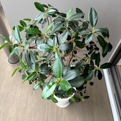 沖縄産　ゴムの木の画像