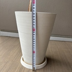 沖縄産　ゴムの木の画像