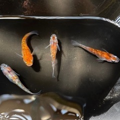メダカの卵 20個 300円