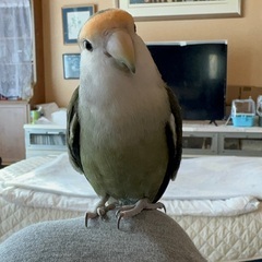 コザクラインコを探しています