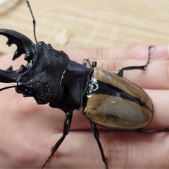 スマトラ島　ルデンツヤクワガタペア