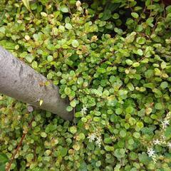 ワイヤープランツ＆斑入りワイヤープランツの画像