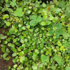 ワイヤープランツ＆斑入りワイヤープランツの画像