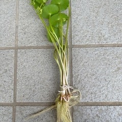 水草　ウォーターマッシュルーム　1束200円
